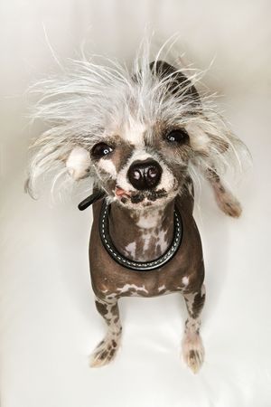 Chinese Crested dog portrait.の写真素材