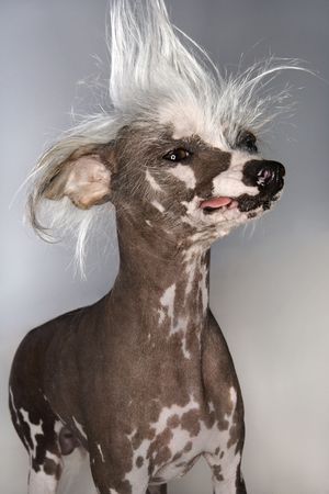Chinese Crested dog portrait.の写真素材