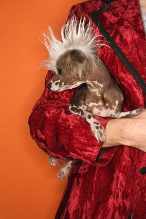 Caucasian mid-adult male wearing velvet jacket and holding Chinese Crested dog.の写真素材
