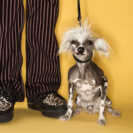 Chinese Crested dog on leash standing next to man's legs.の写真素材