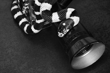 California Kingsnake wrapped around old movie camera lens.の写真素材