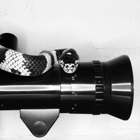 California Kingsnake on old movie camera lens.の写真素材
