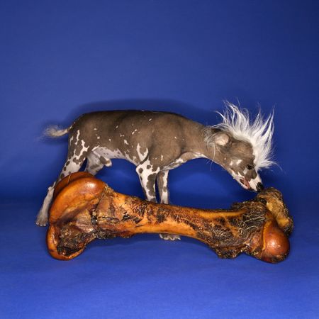 Chinese Crested dog smelling big bone.の写真素材