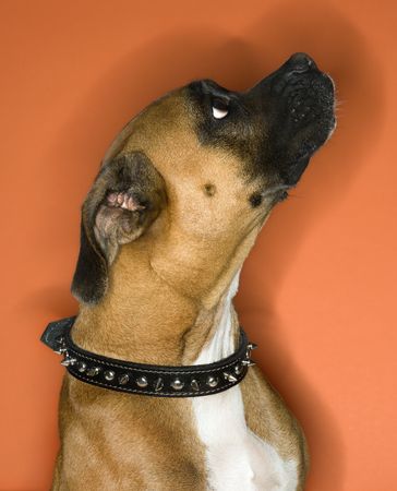 Portrait of Boxer dog.の写真素材