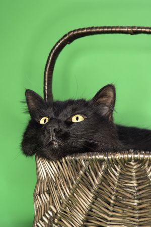 Black fluffy cat in basket.の写真素材