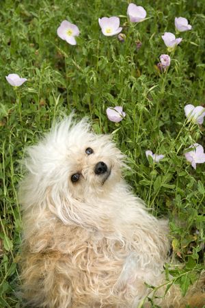 Fluffy small dog in flower field.の写真素材
