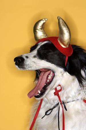 Border Collie in Devil costume yawning.の写真素材