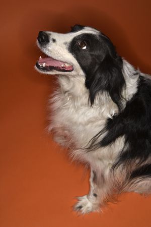 Black and white Border Collie mix dog sitting.の写真素材