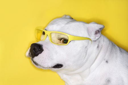 White Pit Bull wearing yellow glasses on yellow background.の写真素材