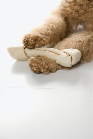 Goldendoodle dog paws holding bone.の写真素材