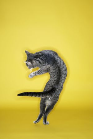 Gray striped cat twisting in air on yellow background.の写真素材