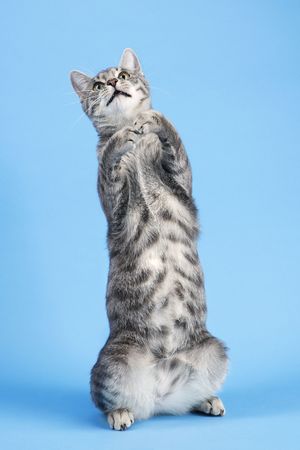 Gray striped cat standing on back haunches.の写真素材