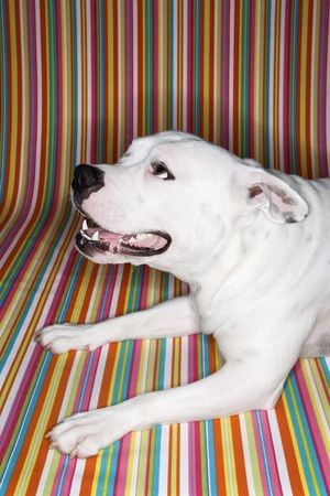 White Pit Bull dog against striped background.の写真素材
