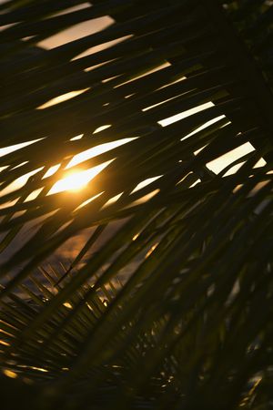 Palm leaf silhouette against sunset over ocean in Maui, Hawaii, USA.の写真素材