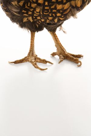 Golden Laced Wyandotte chicken feet.の写真素材