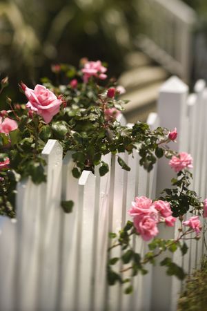 Pink roses growing over white picket fence.の写真素材