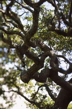 Live oak tree.の写真素材