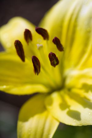 Yellow day lilly bloom.の写真素材