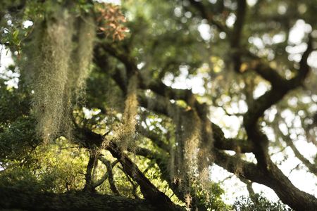 Spanish moss hanging from live oak tree on Bald Head Island, North Carolina.の写真素材
