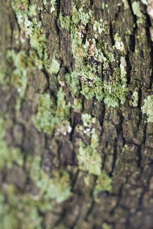Close-up of moss growing on tree bark.