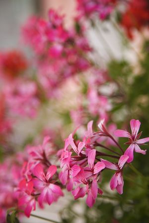 Close-up of pink geraniums.