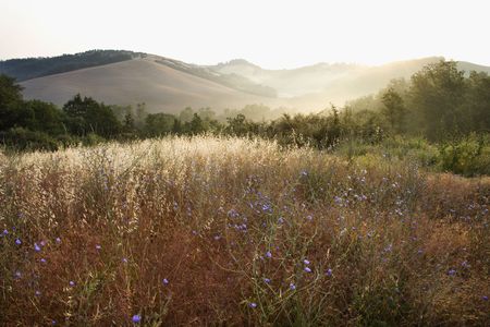 Field of chicory wildflowers and rolling hills in Tuscany, Italy.の写真素材