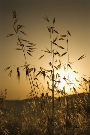 Oat plants growing in field at sunset in Tuscany, Italy.の写真素材