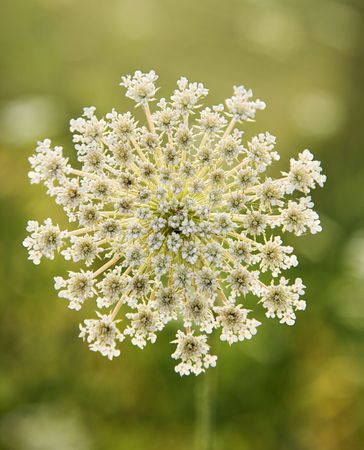 Selective focus close-up of queen anne's lace growing in Tuscany, Italy.の写真素材