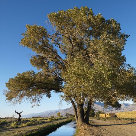 Tree by creek in rural setting of California.の写真素材