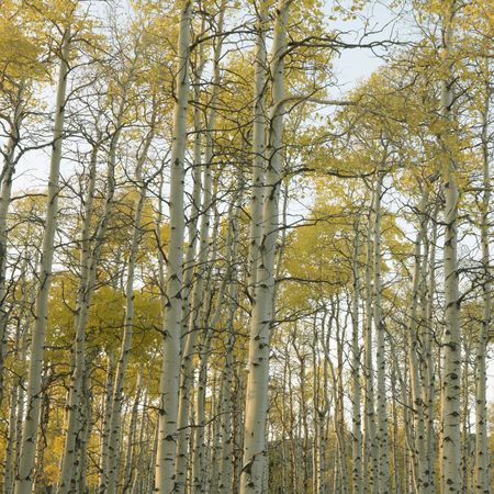 Aspen trees in Fall color in Utah.の写真素材