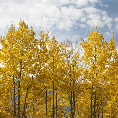 Aspen trees in yellow fall color in Wyoming.の写真素材