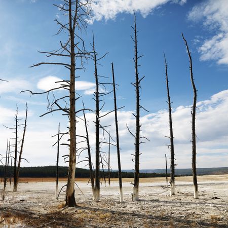 Landscape of dead tress on shoreline at Yellowstone National Park, Wyoming.の写真素材