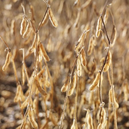 Close-up of golden soybeans growing in fieldの写真素材