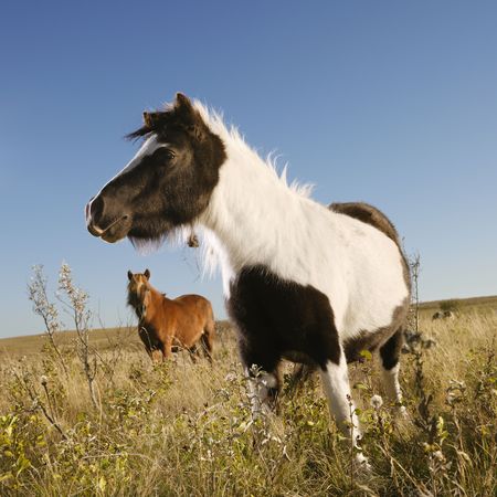 Black and white Falabella miniature horse with brown Falabella miniature horse iin background standing in field.の写真素材