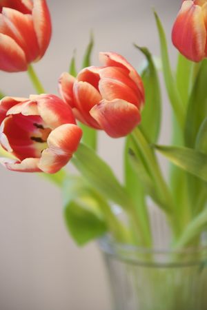 Red and yellow tulips in vase.