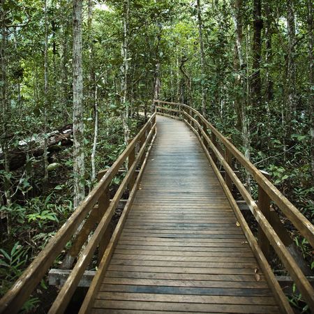 Wooden boardwalk through forest in  Daintree Rainforest, Australia.