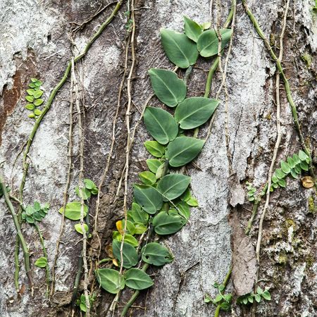 Plants and vines attached to tree bark in Daintree Rainforest, Australia.の写真素材