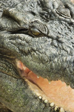 Close up of crocodile with open mouth, Australia.の写真素材