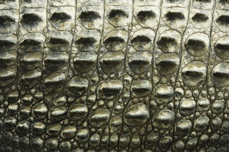Close up of side of crocodile showing scaly skin, Australia.の写真素材