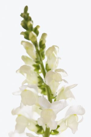 Isolated shot of a white flower with the detail of a petal in focus. Vertical shot.の写真素材