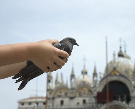 Child's hands holding pigeon. Saint Mark's basilica is visible in the background. Horizontal shot.の写真素材