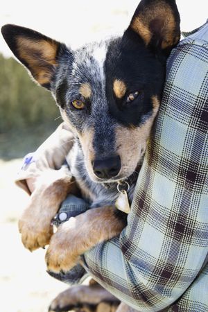 Person carrying an Australian shepherd on a sunny day. Vertical shot.の写真素材