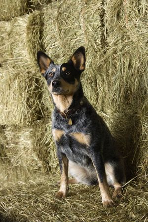 Australian Shepherd sitting amongst bales of hay in a barn. Vertical shot.の写真素材
