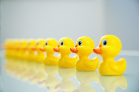 Yellow rubber ducks all lined up in a row.の写真素材