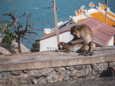 The mother monkey was sitting and searching for and eliminating the baby's insects by the sea. Makes the baby monkey comfortable and without disturbing insectsの写真素材