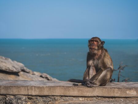 The monkeys on the island in the middle of the sea, male, waiting for food from touristsの写真素材