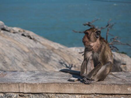 The monkeys on the island in the middle of the sea, male, waiting for food from touristsの写真素材
