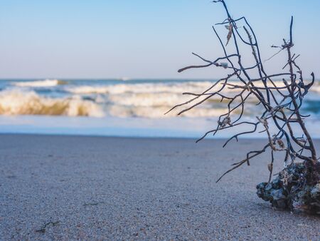 The sea fans were washed up on the beach.の写真素材