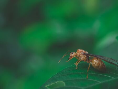 The queen ant on the betel leaves in the backyardの写真素材