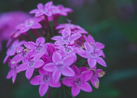 Flowers that are popularly grown in northern Thailand.の写真素材